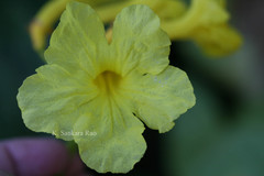 Roseodendron donnell-smithii